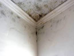 Best Attic Mold Removal  in Harvard, IL