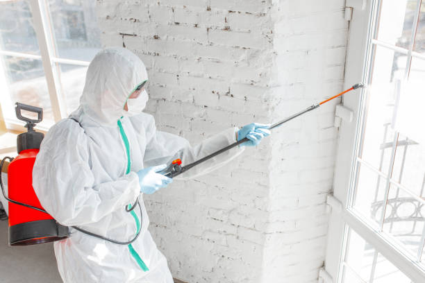 Mold Odor Removal Services in Harvard, IL