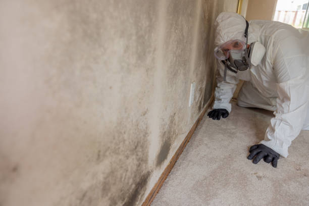 Best Mold Damage Restoration  in Harvard, IL