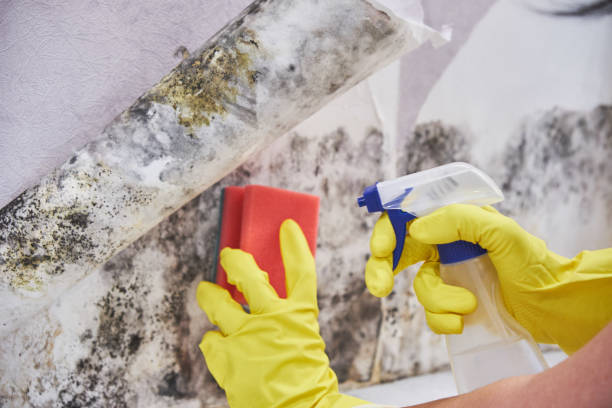 Best Mold Remediation for Healthcare Facilities  in Harvard, IL